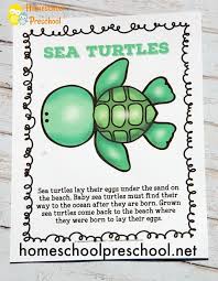 Preschool Sea Turtle Life Cycle Printable Unit Study Sea Turtle Life Cycle Turtle Life Cycle Turtle Life