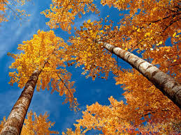 Https Xn 8sbiecm6bhdx8i Xn P1ai Autumn Html