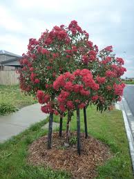 Check spelling or type a new query. Corymbia Ficifolia Wildfire Flowering Gum Gardening With Angus