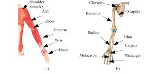 Not only is it among the most sophisticated animal structures in nature, it is also one of those with most variations: Anatomy Of Upper Limb A Body Segments With Muscles B Main Bones Download Scientific Diagram