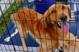 Maybe you would like to learn more about one of these? Golden Retriever Rescues By State The Ultimate List Puppy In Training