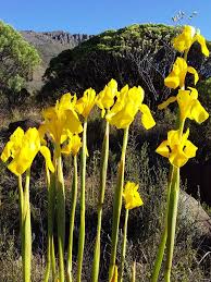 Image result for Moraea spathulata