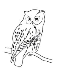 19 dessins de coloriage hibou imprimer. Coloriage Chouette Hibou Page 1