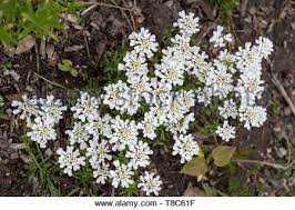 Iberis Sempervirens The Evergreen Candytuft Or Perennial Candytuft Blooming Flowers Family Brassicaceae Native To Southern Europe Stock Photo Alamy