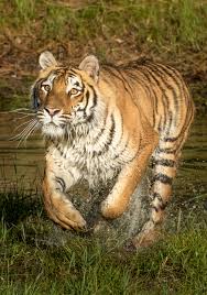 The biggest amur tiger weighed as much as 300 kg (660 lb). Amur Tiger Facts Wildcats Conservation Alliance
