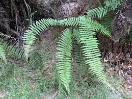 Image result for Gleicheniaceae