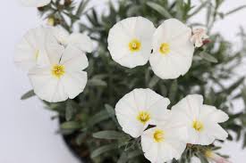 Image result for Convolvulus