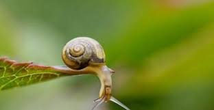 Maybe you would like to learn more about one of these? è¸ç‰›åƒä»€éº¼ å¹¼è¸ç‰›å¤šä»¥è…æ•—æ¤ç‰©ç‚ºé£Ÿ æˆè¸ç‰›å¤šä»¥ç¶ è‰²æ¤ç‰©ç‚ºé£Ÿ å£¹è®€