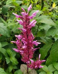 Image result for Odontonema callistachyum