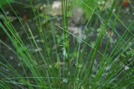 Image result for Juncus exsertus