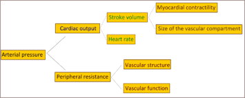 pathophysiology of hypertension wikipedia