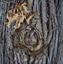 15 Stunning Examples Of Owl Camouflage Owl Pictures Beautiful Owl Owl