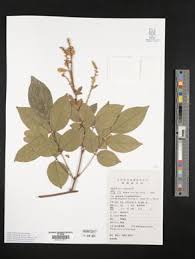 Image result for Millettia psilopetala