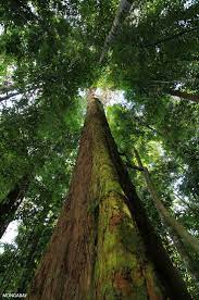 The Rainforest Canopy Rainforest Big Tree Tree
