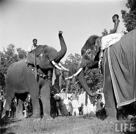 Elephants in Sonepur Cattle Fair, Bihar in 1952: This 1952 photograph captures the iconic Sonepur Cattle Fair in Bihar, where elephants once took center stage. Elephants were traded here for royal ceremonies,