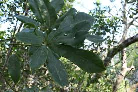 Image result for Clutia pulchella