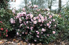 Camelia Nicky Crisp Jardins Pepiniere Fleurs
