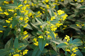 Image result for Lysimachia barbata