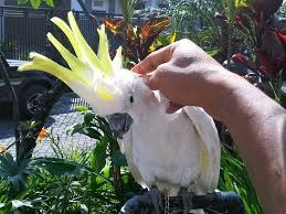 Tak hanya itu saja, burung ini juga merupakan salah satu spesies burung yang punya tingkat kecerdasan yang cukup tinggi. Cara Merawat Burung Kakatua Agar Tetap Tampil Cantik