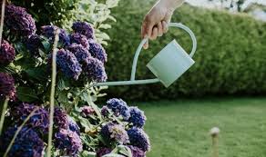 Is this going to harm my plants? How Often Should I Water My Garden Hydrangea Express Co Uk
