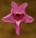 Image result for Dicerocaryum senecioides