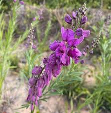 Image result for Polygala virgata
