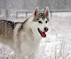Tundra The Siberian Husky Dog Names Husky Dog Names Husky Dogs