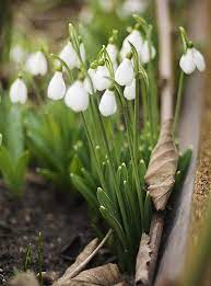 Snowdrops Beautiful Gardens Witch Garden Winter Flowers