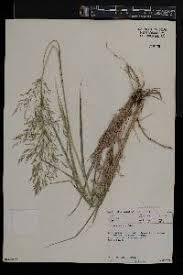 Image result for Eragrostis cylindriflora