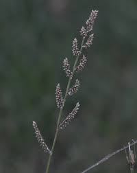 Image result for Echinochloa ugandensis