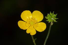 Image result for Ranunculus acris