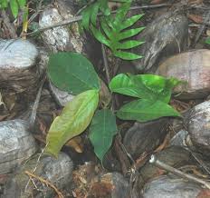 Image result for Monotes dasyanthus