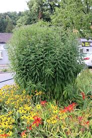 Image result for Vernonia schlechteri