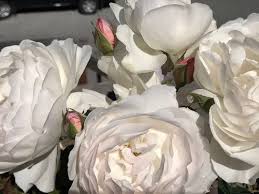 Maybe you would like to learn more about one of these? David Austin Desdemona