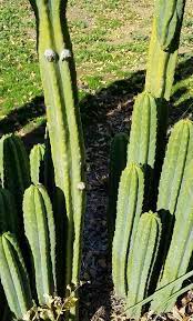 Then boil them for 2 to 3 hours. Http Ucanr Edu Sites Riversidemg Newsletters Garden Views68288 Pdf