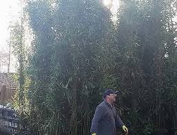 Check spelling or type a new query. Bamboo For Screening Uk Which Bamboo Is Best When