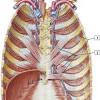 The other attachment of these muscles is usually considered to be either superior or inferior to the rib attachment. 1