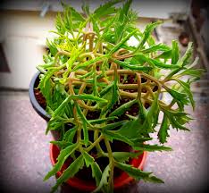 Image result for Kalanchoe laciniata
