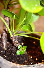 However, this does not significantly change the speed at which flowers grow! Pilea Pepermomiodides Chinese Money Plant