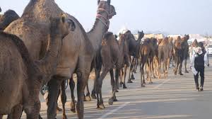 10,141 camel desert stock video clips in 4k and hd for creative projects. Camel Herd Video Walking On Road And Desert In India à¤Š à¤Ÿ à¤• à¤ à¤¡ Unt Ki Video Camels Video Youtube