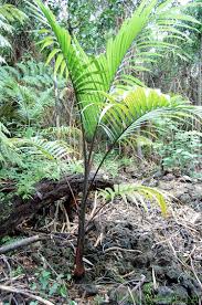 Image result for Hyophorbe indica