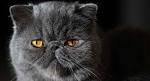 Flat-Faced Cat Breeds - MySmelly Animal Community