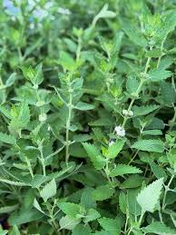 Image result for Plectranthus alboviolaceus