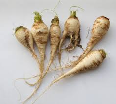 Image result for Brassica rapa