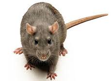 I have been working on pest extermination information for a long time and am excited to share this information with you. Rat Poison And Rat Traps