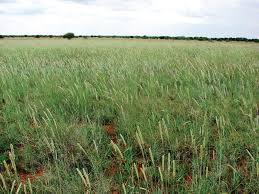 Image result for Anthephora pubescens