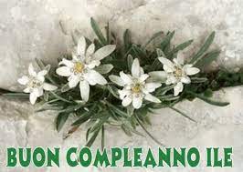 Buon Compleanno Ile Buon Compleanno Compleanno