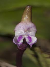 Image result for Disperis sp. nov. aff. bifida