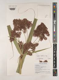 Image result for Cyperus latifolius