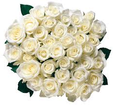 Check spelling or type a new query. White Rose Transparent Image Png Arts